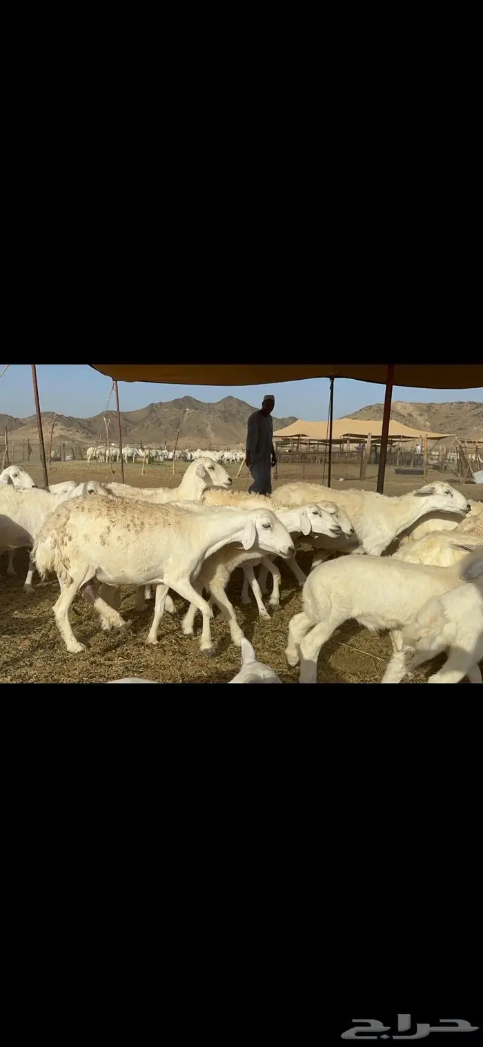 غنم خلفات طيبة 1