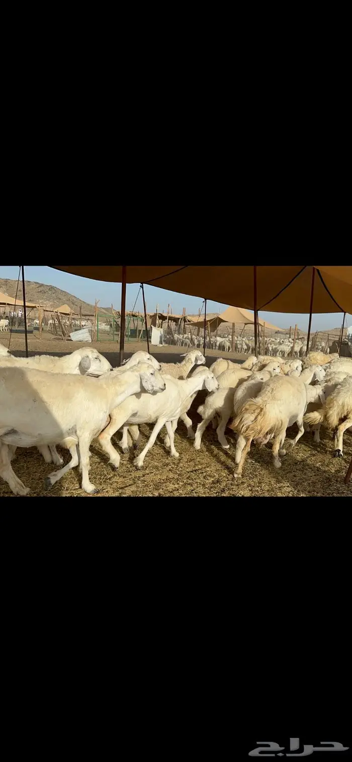 غنم خلفات طيبة 3