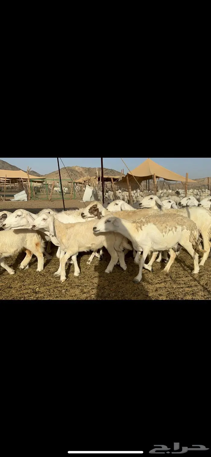 غنم خلفات طيبة 4