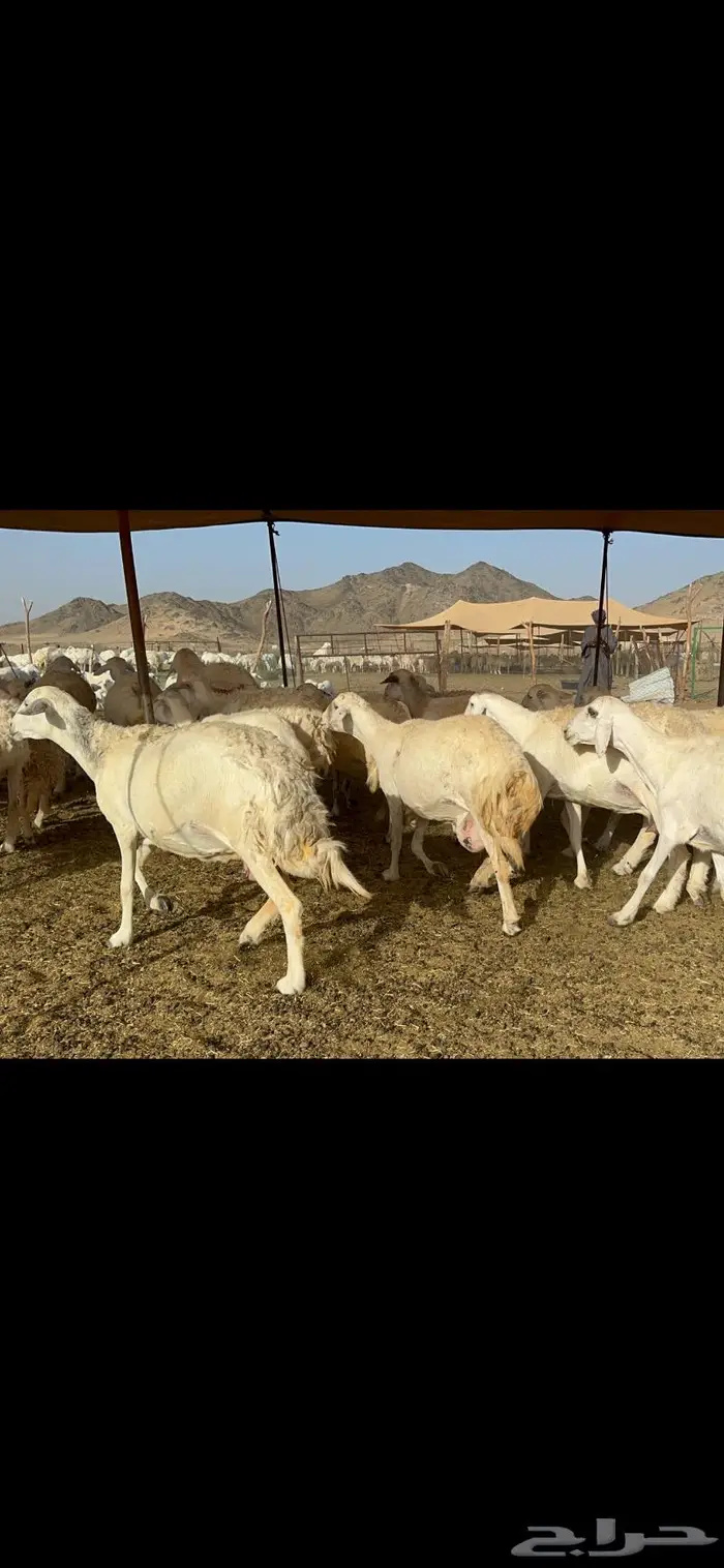 غنم خلفات طيبة 6