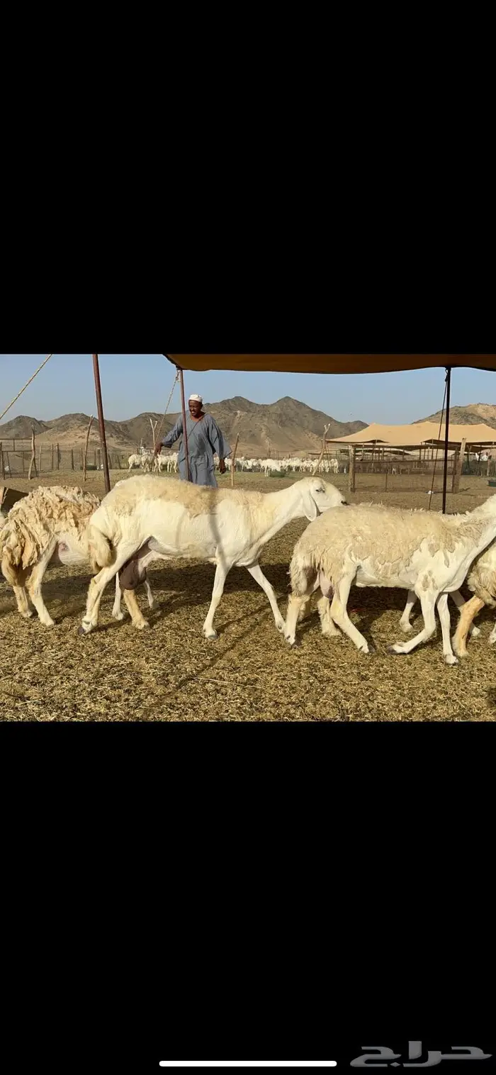 غنم خلفات طيبة 7