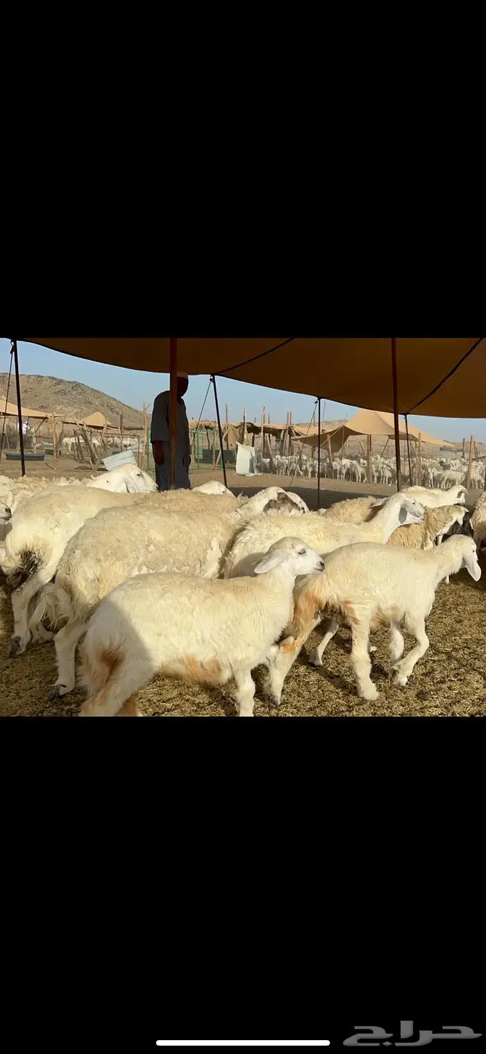 غنم خلفات طيبة 5