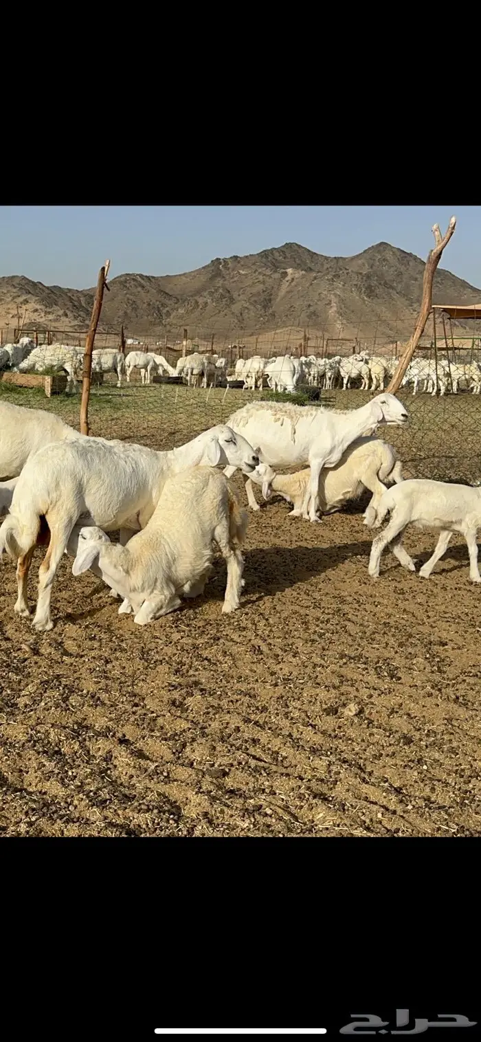 غنم خلفات طيبة 9