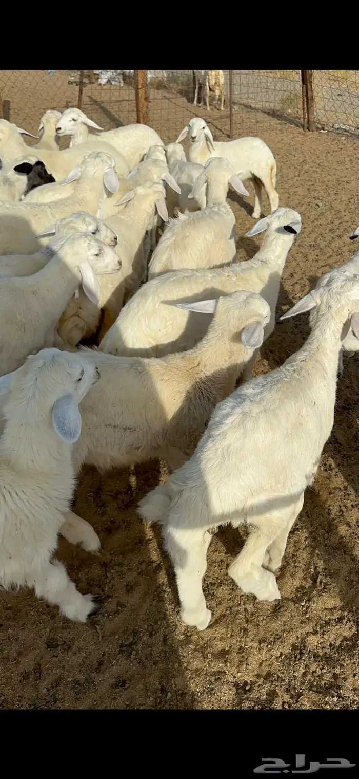 غنم خلفات طيبة 10