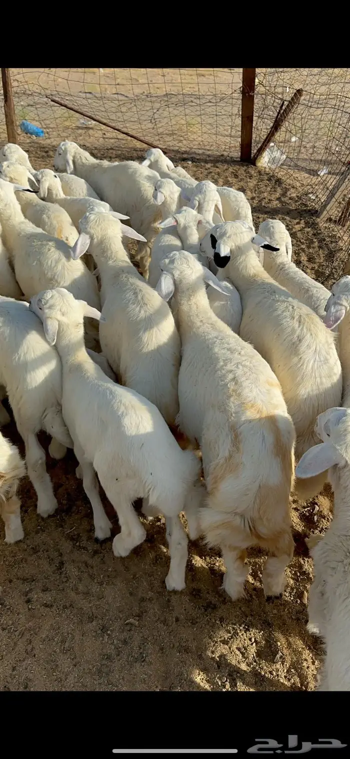 غنم خلفات طيبة 11