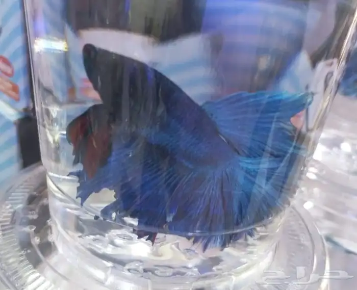 اسماك فايتر فل مون وهاف مون 5