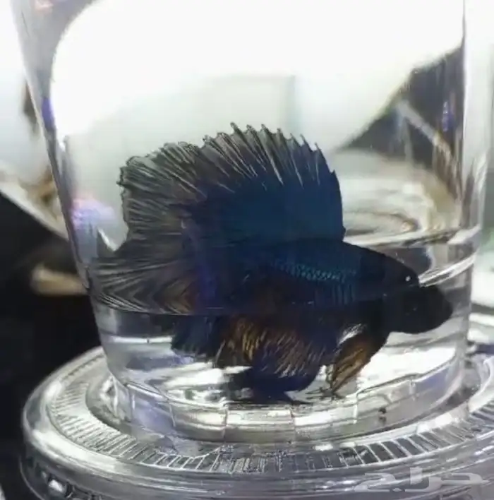 اسماك فايتر فل مون وهاف مون 6