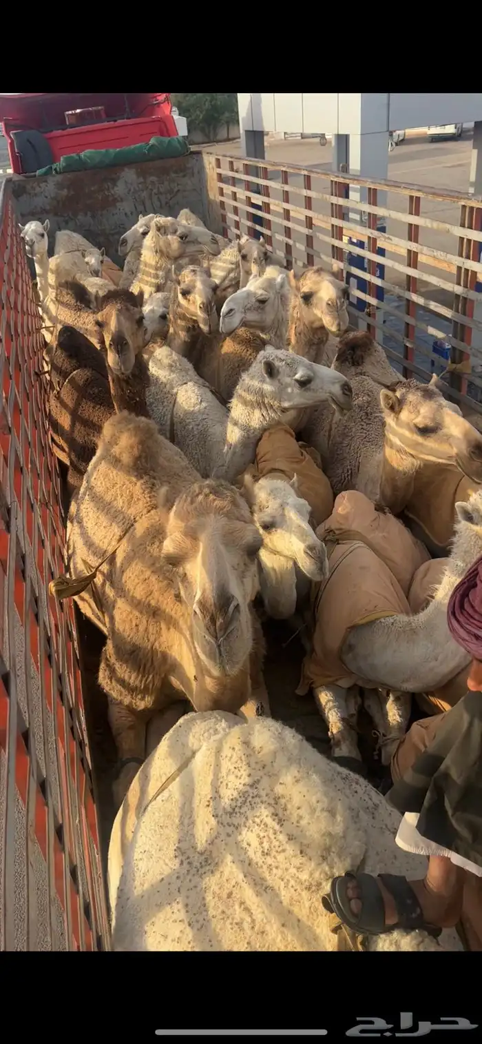 تريلة نقل ابل وهجن 15