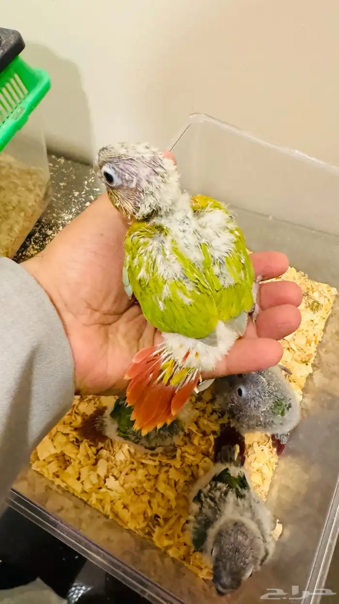 كنيور أمريكان دايلوت لهواة التميز 0