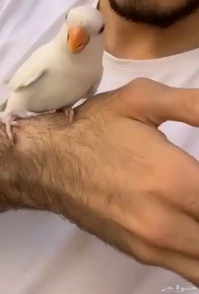 اللي ساكن في قريب من سوق الخضرة يدخل لانه فاقد طير روز 0