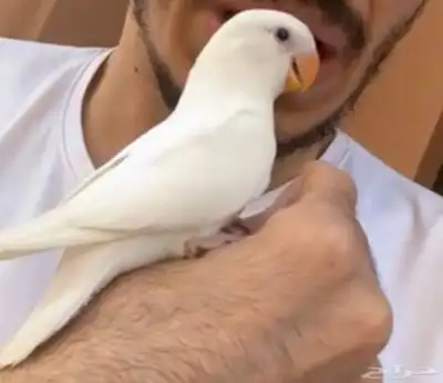 اللي ساكن في قريب من سوق الخضرة يدخل لانه فاقد طير روز 1