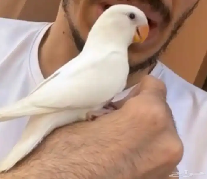 اللي ساكن في قريب من سوق الخضرة يدخل لانه فاقد طير روز 1
