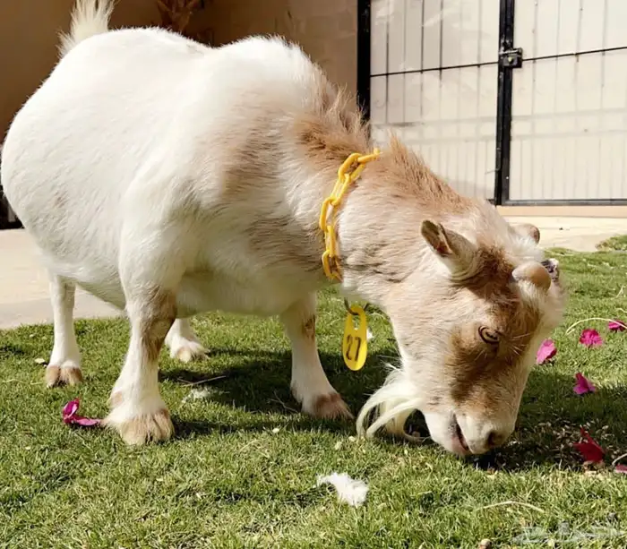 ماعز قزم معزاء قزم الماعز القزم 9