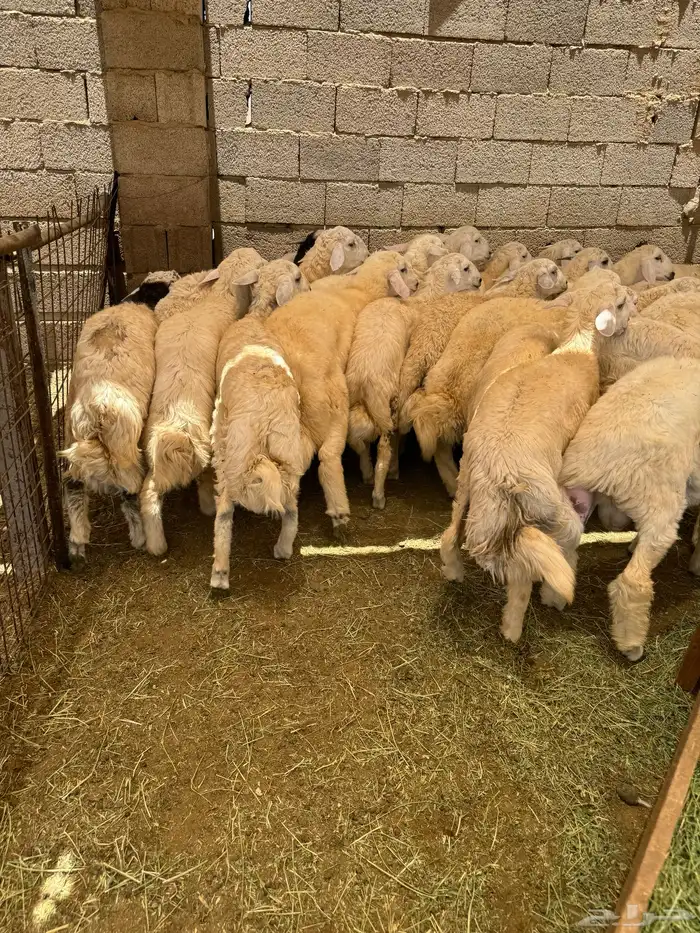 ذبايح حري وسواكن طائفيات راجعو التقييمات 0