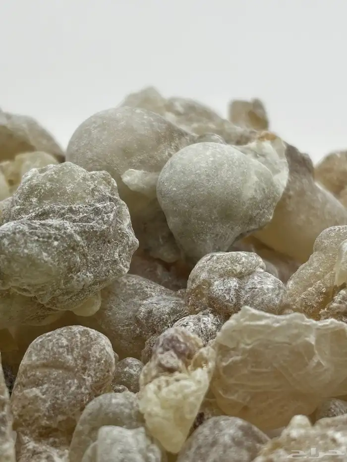 لبان عماني ذكر حوجري ظفاري نخب أول 1