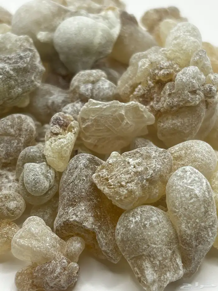 لبان عماني ذكر حوجري ظفاري نخب أول 2