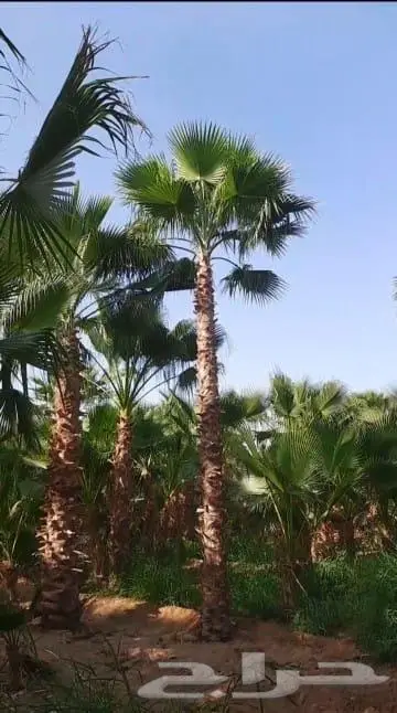 نخل واشنطني زينه للبيع 3