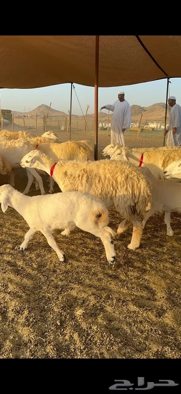 رخال حرش صنف الصنف 0