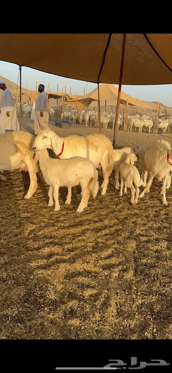 رخال حرش صنف الصنف 6