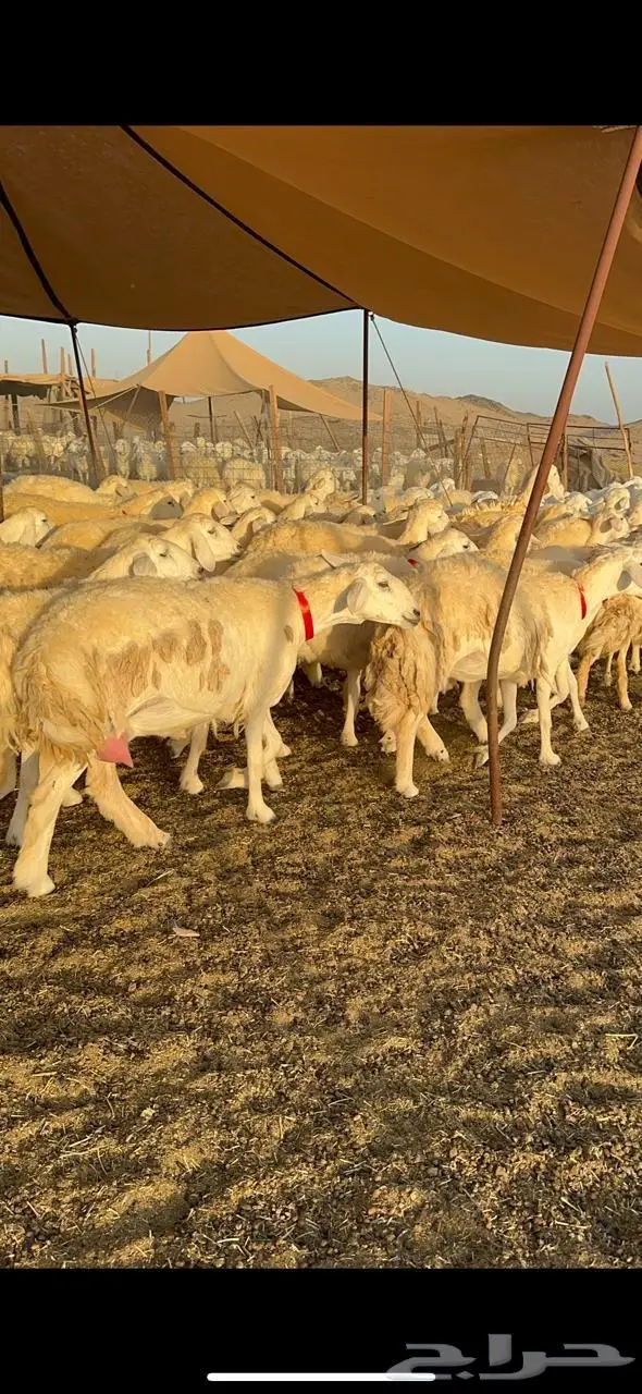 رخال حرش صنف الصنف 2