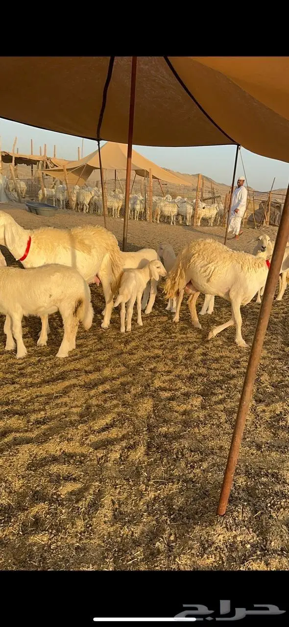 رخال حرش صنف الصنف 4