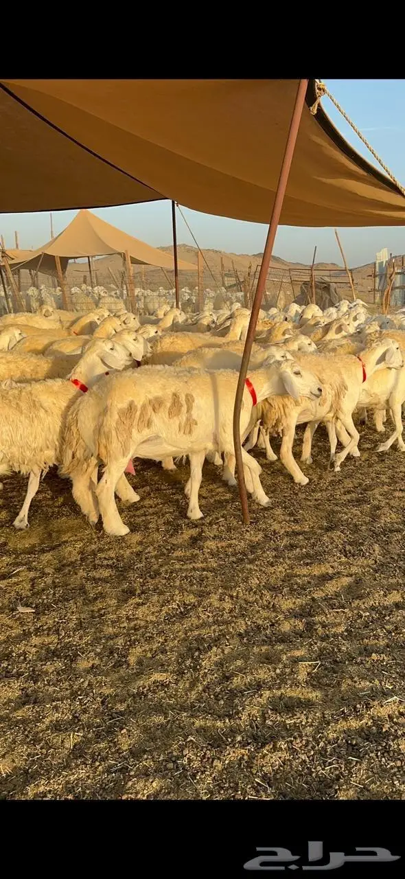 رخال حرش صنف الصنف 5