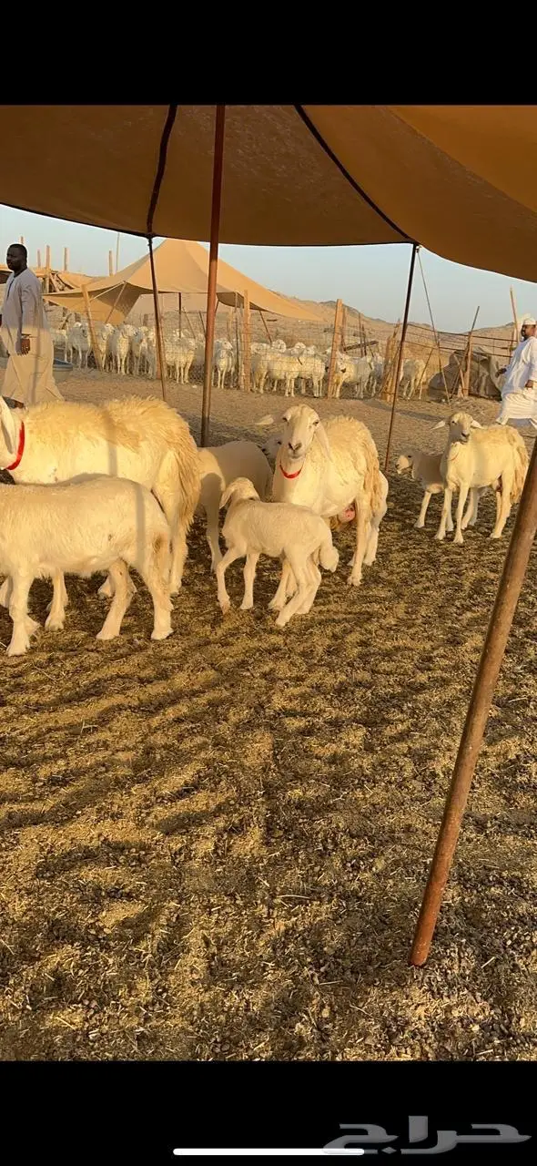 رخال حرش صنف الصنف 7