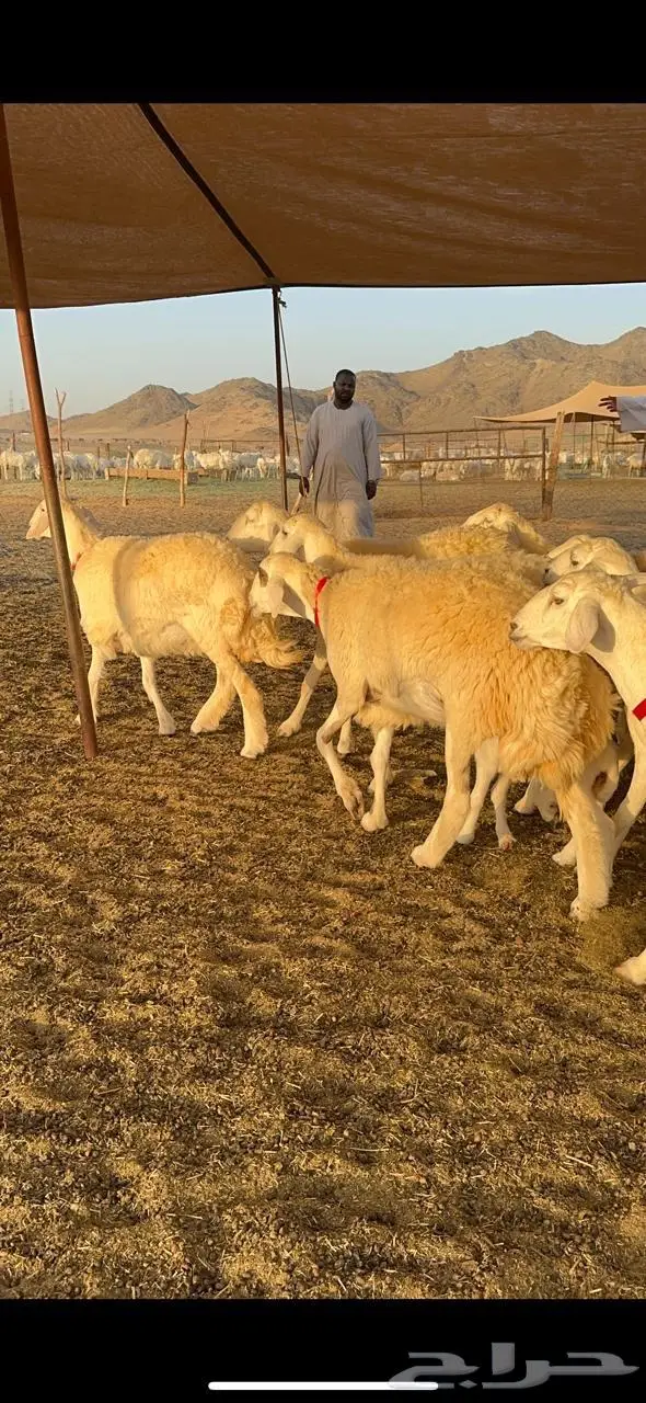 رخال حرش صنف الصنف 8