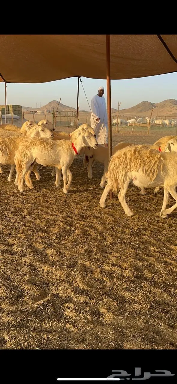 رخال حرش صنف الصنف 15