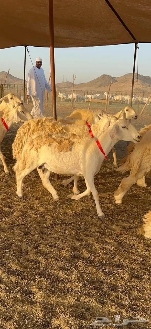 رخال حرش صنف الصنف 12