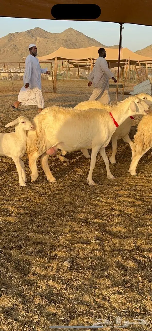 رخال حرش صنف الصنف 13