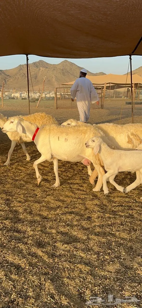 رخال حرش صنف الصنف 10