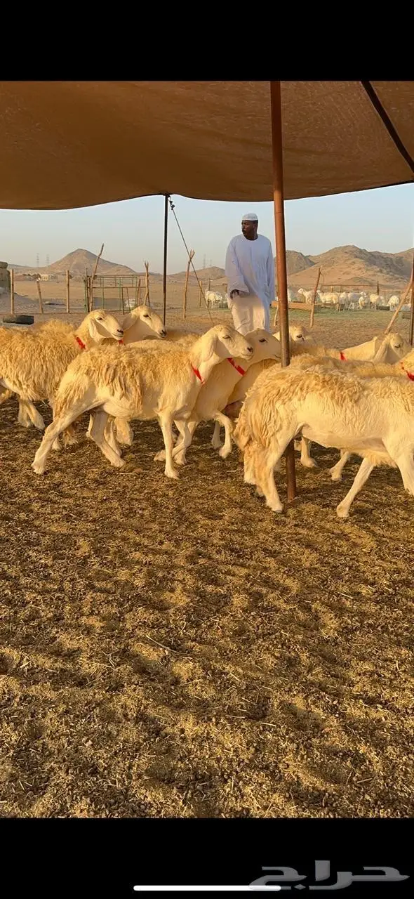 رخال حرش صنف الصنف 16