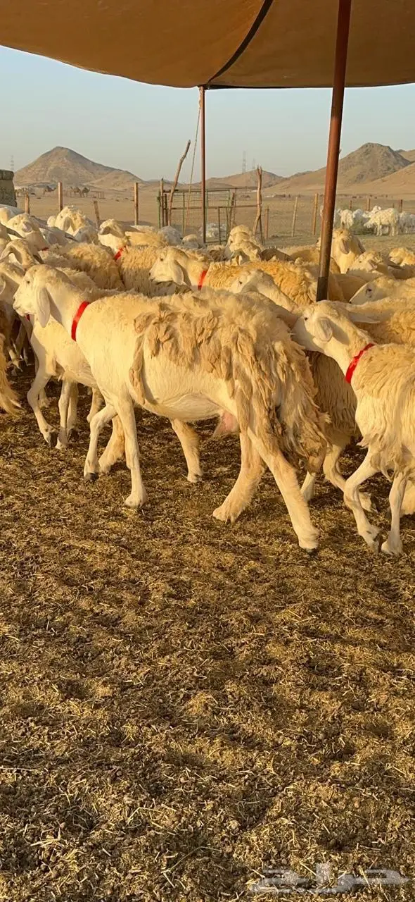 رخال حرش صنف الصنف 11