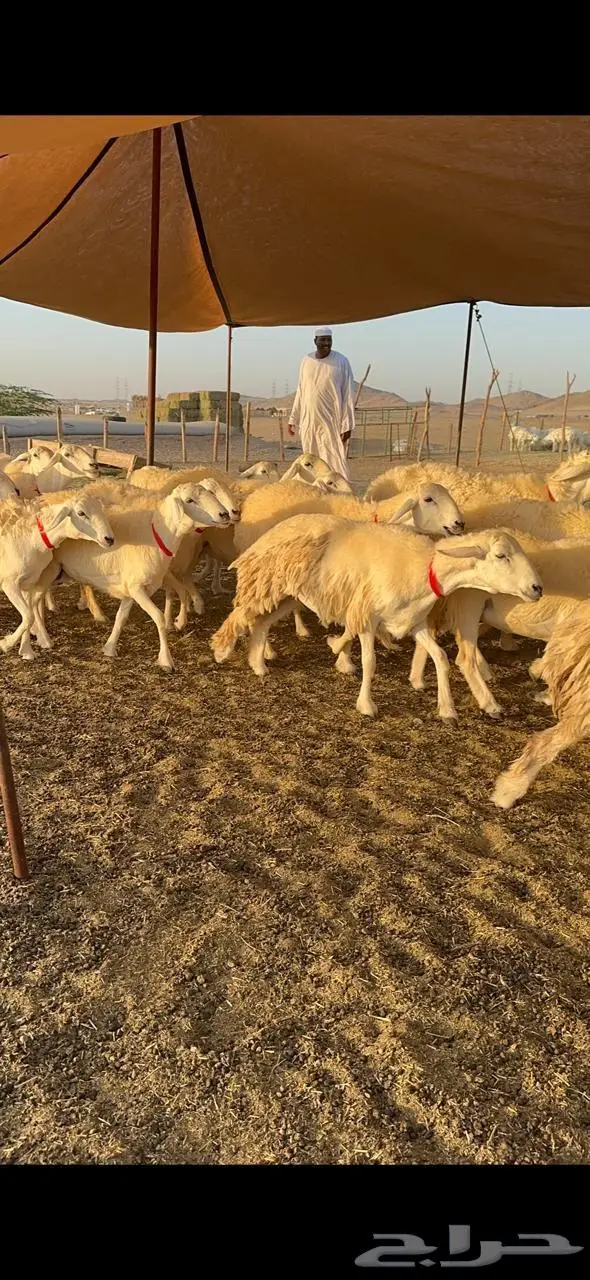 رخال حرش صنف الصنف 14