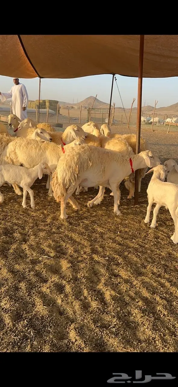 رخال حرش صنف الصنف 17