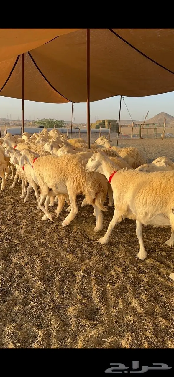 رخال حرش صنف الصنف 19