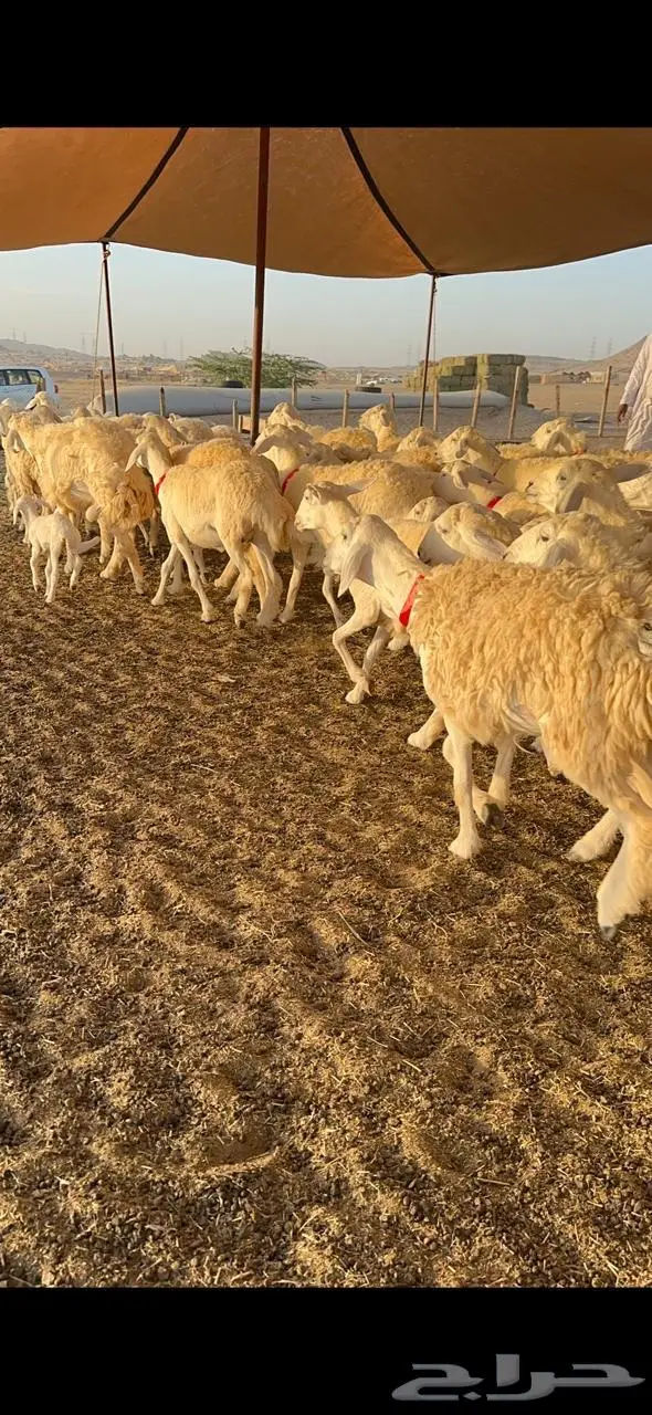 رخال حرش صنف الصنف 18