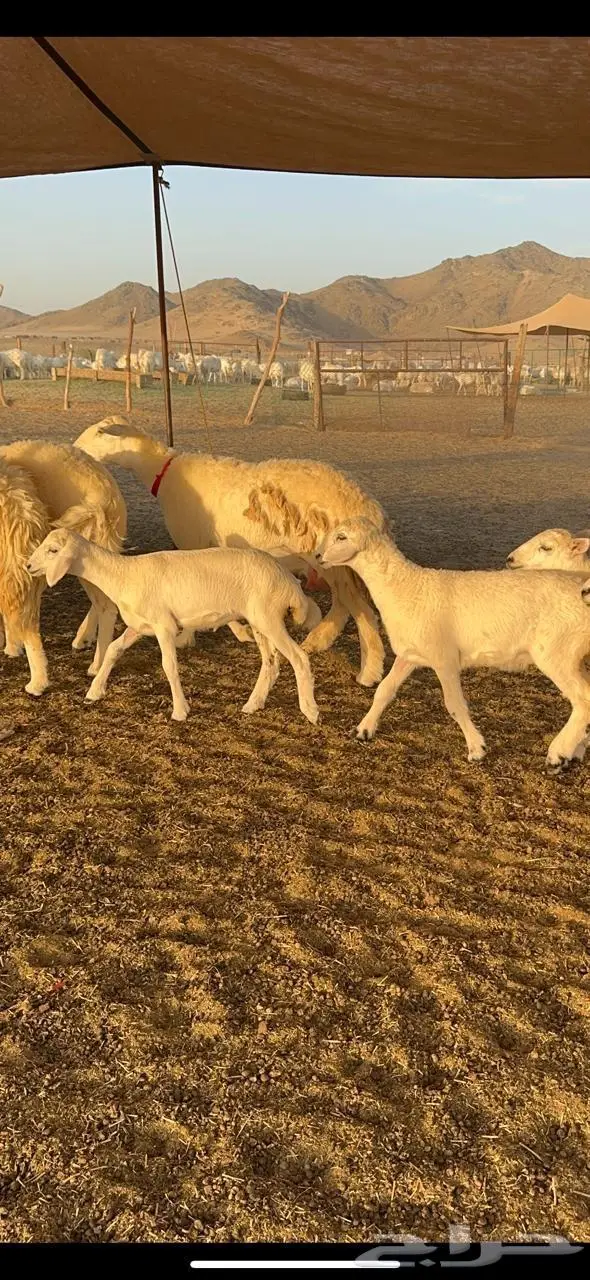 رخال حرش صنف الصنف 22