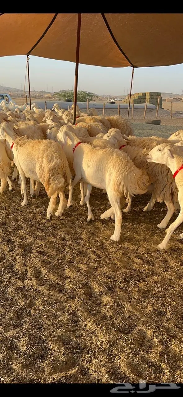 رخال حرش صنف الصنف 20