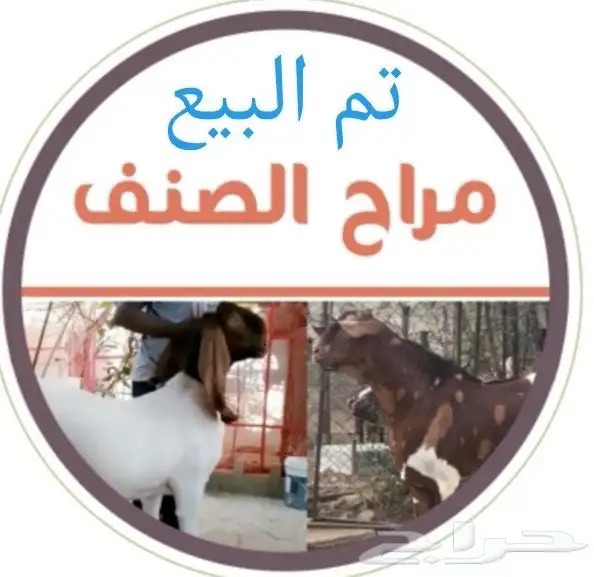 معزا دهم مطورات فواخر( تم البيع ) 5