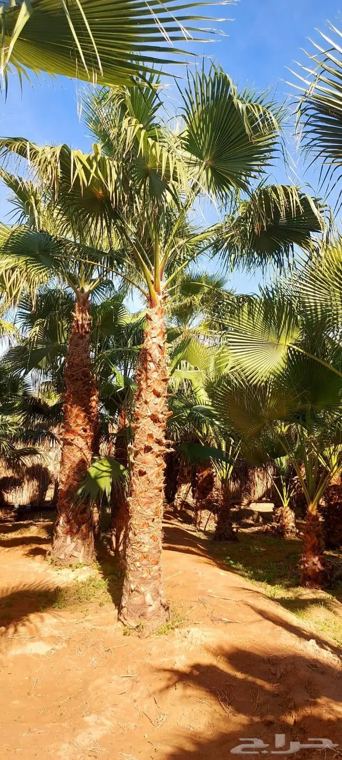 نخل واشنطني زينه للبيع 22