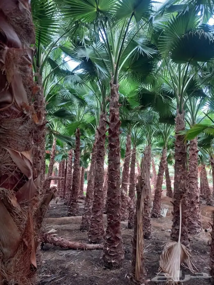 نخل واشنطني زينه للبيع 11