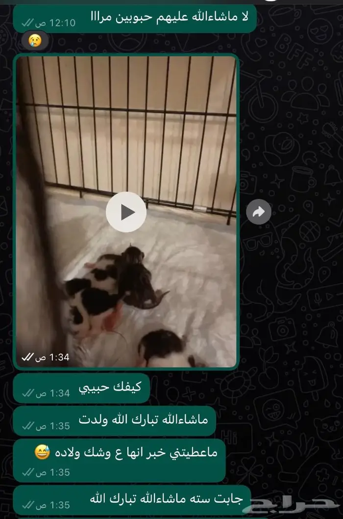 تزاوج وفندقة ورعاية قطط في جدة 6