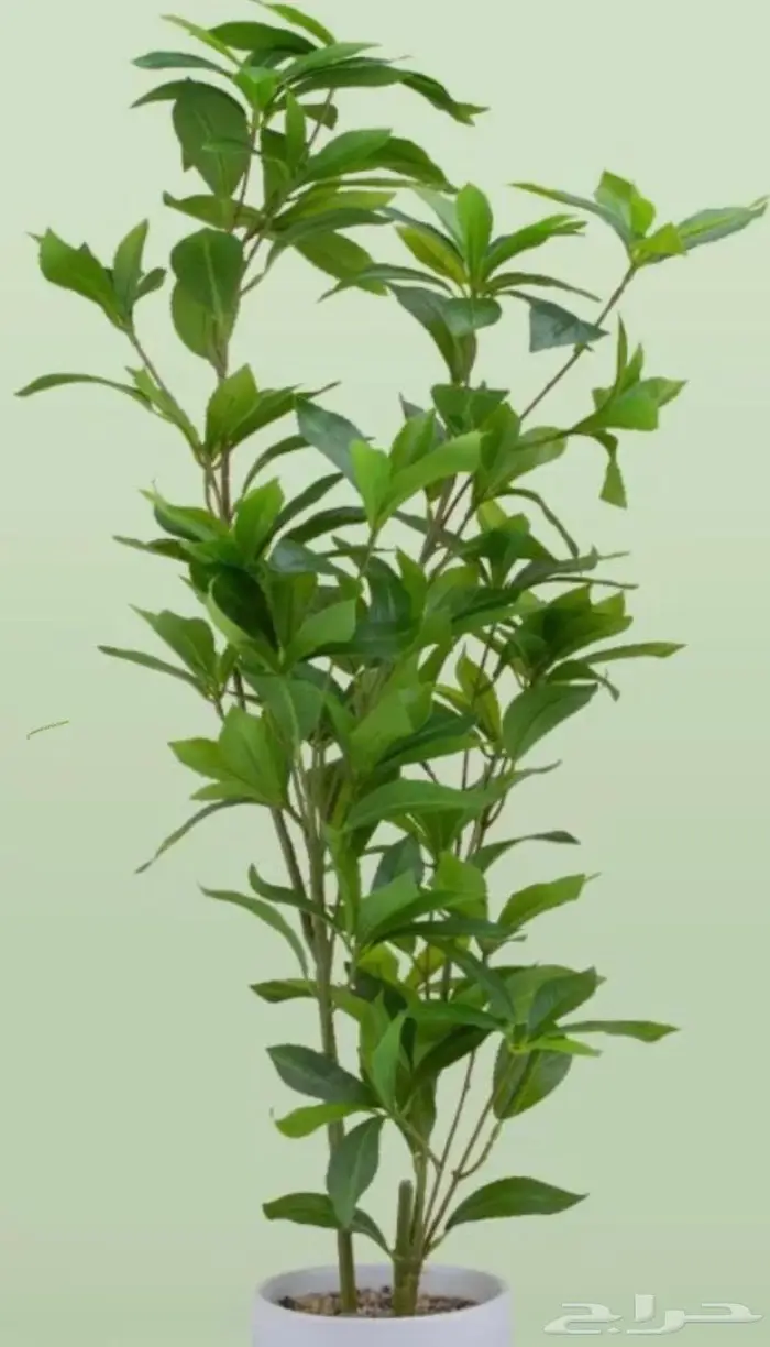 وصلتنا تشكيلة جديدة من النباتات الداخلية والخارجية 46