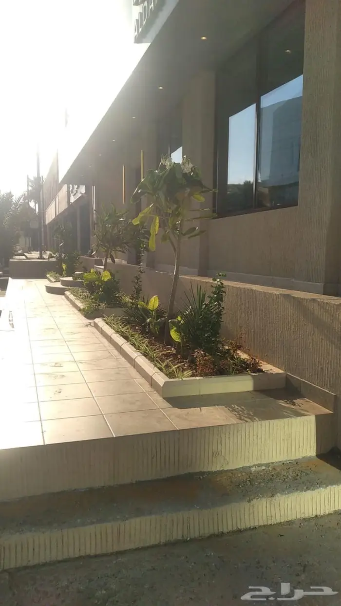 وصلتنا تشكيلة جديدة من النباتات الداخلية والخارجية 43