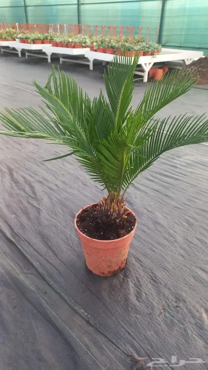 وصلتنا تشكيلة جديدة من النباتات الداخلية والخارجية 45