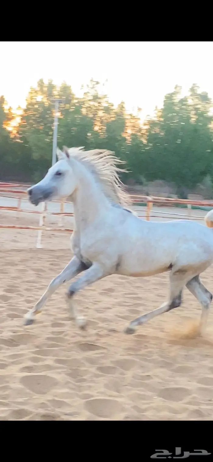 حصان مهر فرس خيل 3