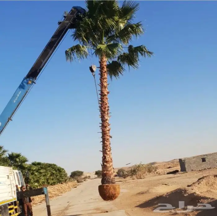 نخل واشنطني زينه للبيع 4