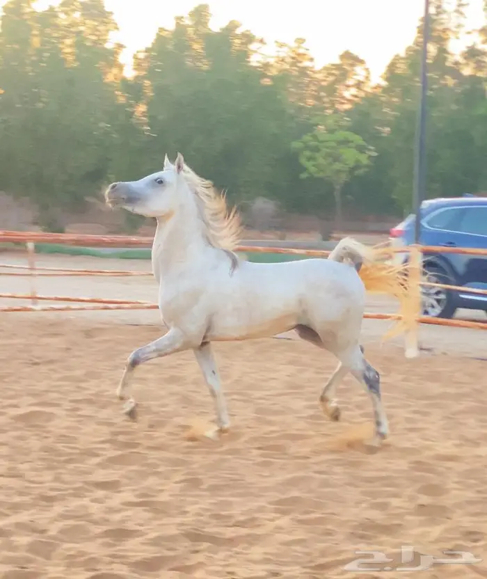 حصان مهر فرس خيل 4